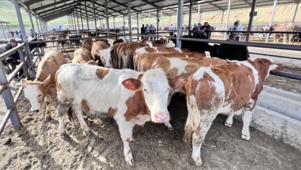 Fermerlərin NƏZƏRİNƏ - Dabaq xəstəliyini sağaldan TƏBİİ VASİTƏLƏR