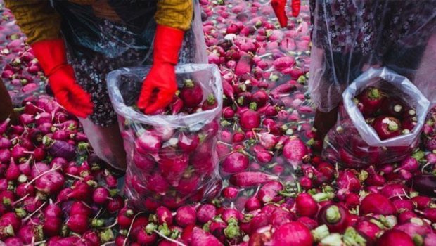 Bir dəfə ək, illərlə yığ – eyni kökdən dəfələrlə məhsul verir