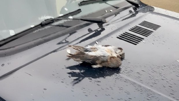 Şahin quşunu qanunsuz ovlayanlar SAXLANILDI – FOTO