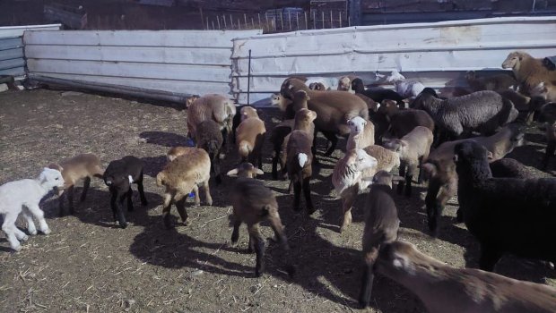 Göygöldə fermadan 62 qoyun oğurlandı- FOTO