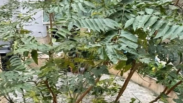 Bakıda geniş yayılan bu ağacın ziyanı faydasından çoxdur – İDDİA