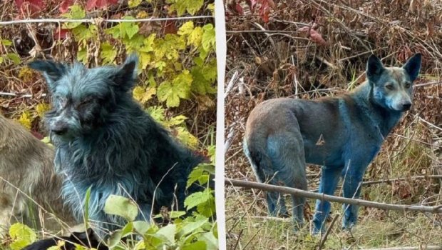Çernobılda mavi itlər peyda oldu – FOTO