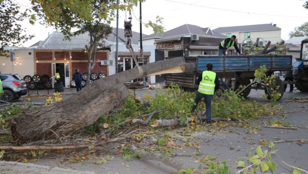 Gəncədə güclü külək irigövdəli ağacları AŞIRDI - FOTO