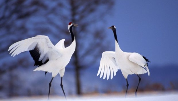 Bundan sonra durnalara mahnılar bəstələnib, şeirlər yazılmayacaq: Təhlükə saçırlar!
