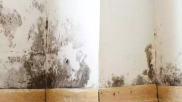 Bu meyvədən otağınıza bir ovuc QOYUN – Rütubətdən əsər-əlamət QALMAYACAQ