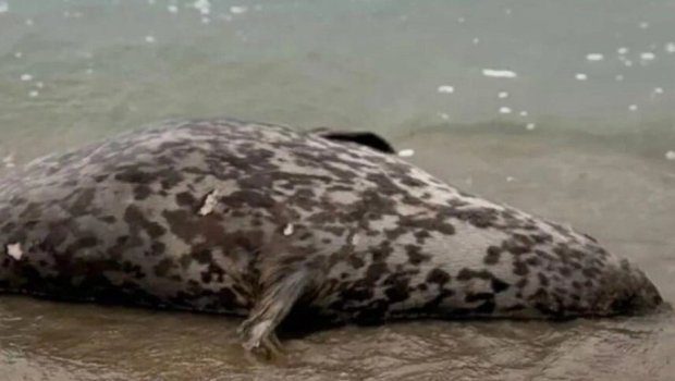 Xəzər sahilində suiti cəsədləri AŞKARLANDI