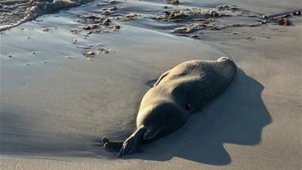 Xəzər dənizi sahilində 112 ölü suiti tapıldı