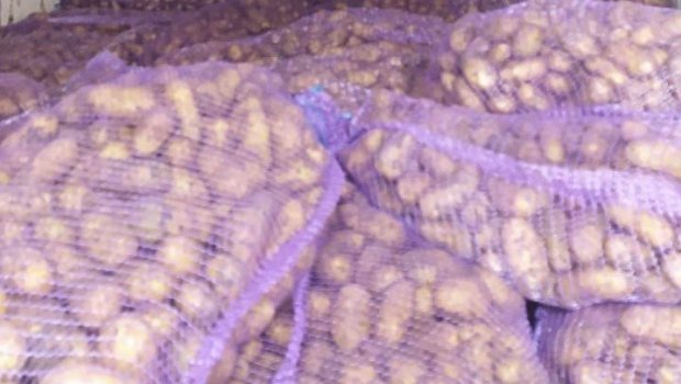 Gürcüstandan gətirilən 24 ton kartof məhv ediləcək &ndash; SƏBƏB - FOTO