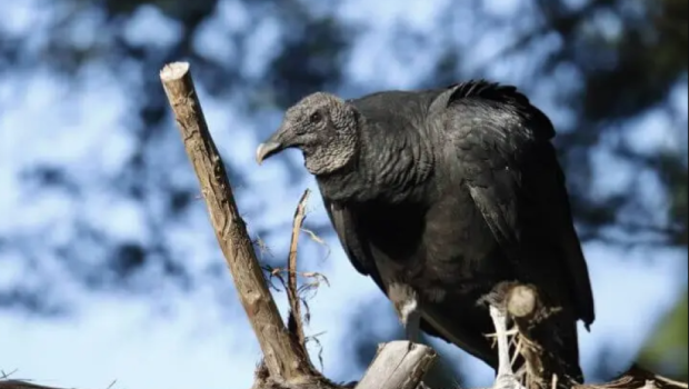 Xaçmazda Qırmızı kitaba daxil edilən quş AŞKARLANDI