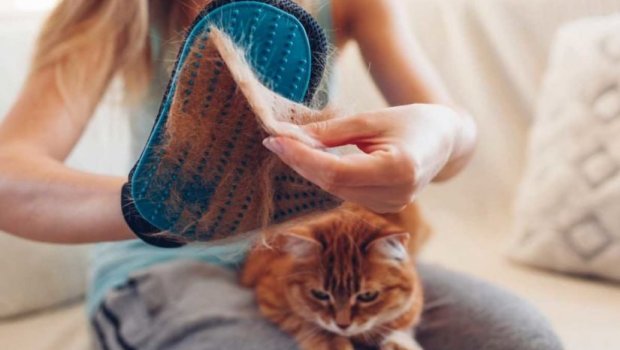 Evdə pişik və it tükü probleminə son