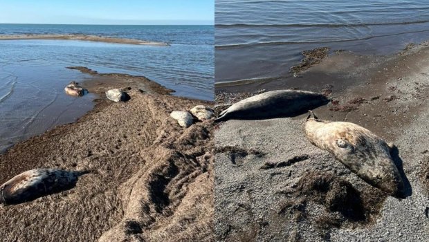 Xəzər dənizinin sahilində onlarla ölü suiti tapıldı - FOTO