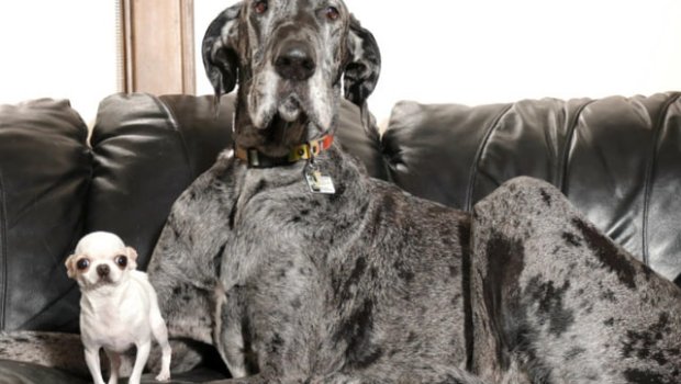 Dünyanın ən hündür və ən alçaq iti bir arada - VİDEO