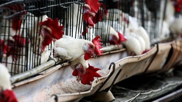 Ev quşları bahalaşdı - VİDEO