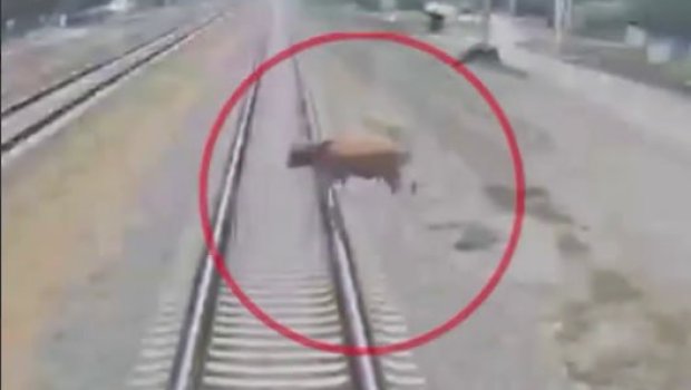 Dəmir yoluna çıxan mal-qara qatarlara təhlükə yaratdı – ANBAAN VİDEO