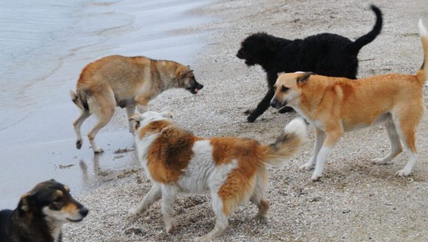 Şəkidə iki nəfərə it HÜCUM ETDİ