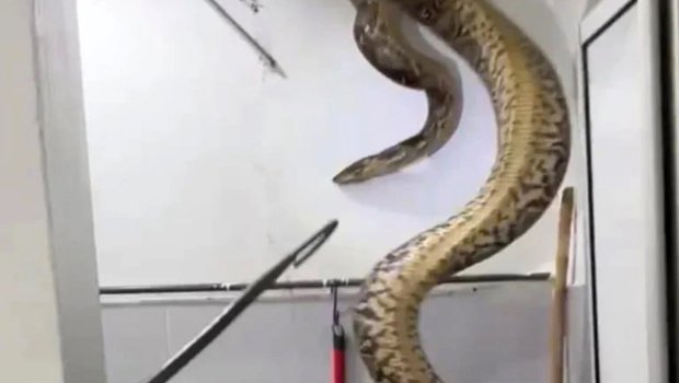 Malayziyada bir evə 60 kiloqramlıq piton girdi: 15 yaşlı qız… – VİDEO
