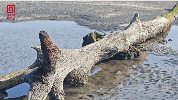 Lənkəranda Xəzərdən &ldquo;itmiş meşə&rdquo; üzə çıxdı &ndash; FOTO