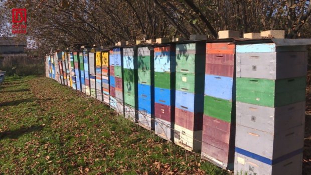 Zaqatalada arılar kütləvi halda MƏHV OLUR &ndash; Karantin tətbiq olunacaq? &ndash; FOTO