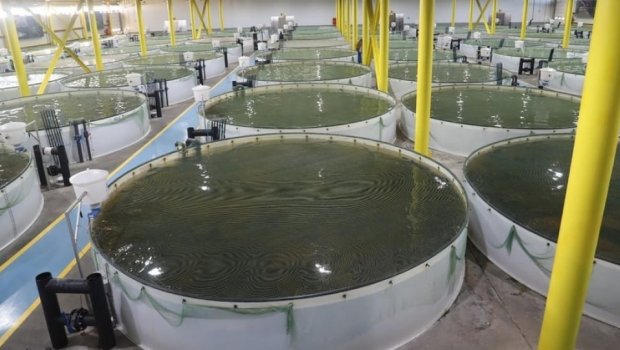 Ekologiyadan kənd təsərrüfatına keçid - Struktur dəyişikliyi nə vəd edir? &ndash; RƏSMİ AÇIQLAMA