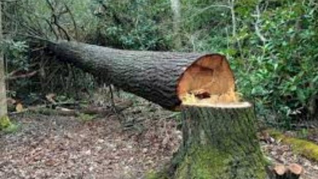 Ölkəmizdə yaşıllıqlara 84 min manatdan çox ZİYAN VURULDU