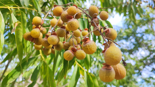 Həm meyvədir, həm yuyucu vasitə