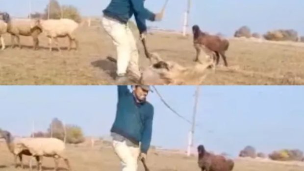 Samuxda qoyunu vəhşicəsinə döyən SAXLANILDI