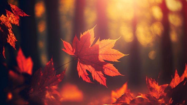 Sabahın HAVA proqnozu