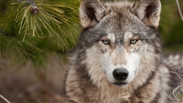 Kürdəmirdə canavarlar kəndə HÜCUM ETDİ - VİDEO