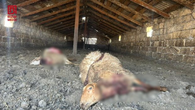 Kürdəmirdə canavarlar qoyun sürüsünə hücum etdi - FOTO