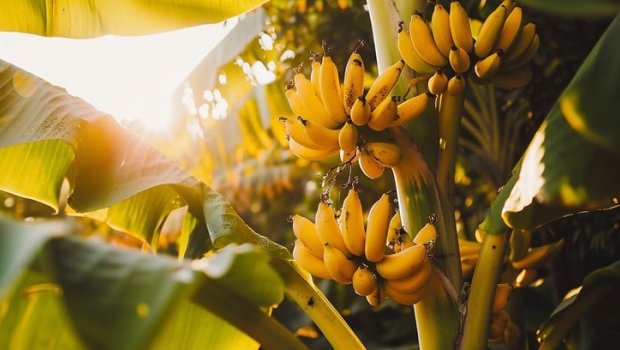 Hansı banan daha FAYDALIDIR?