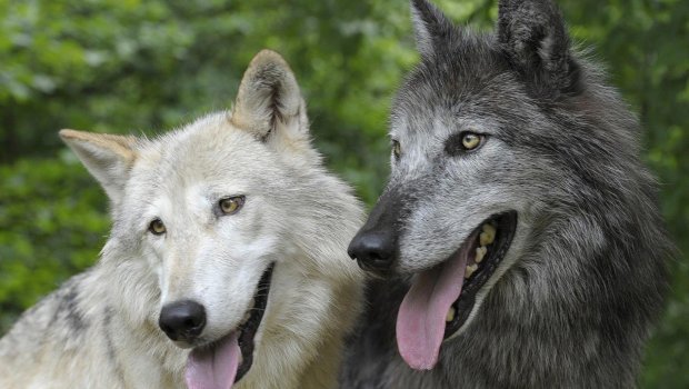 Alimlər bu it cinslərində canavar DNT-sini AŞKARLADILAR