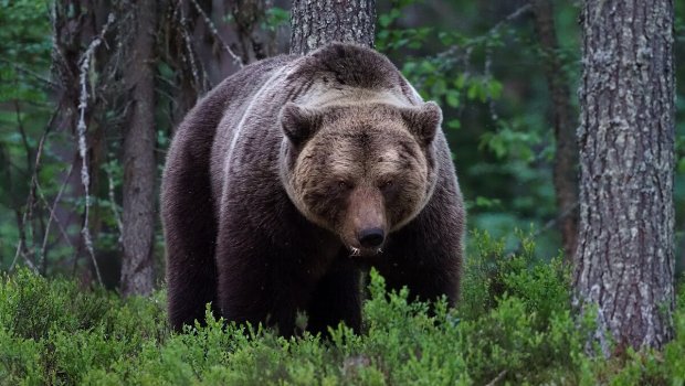 Kəlbəcərdə vəhşi heyvan təsərrüfata HÜCUM ETDİ