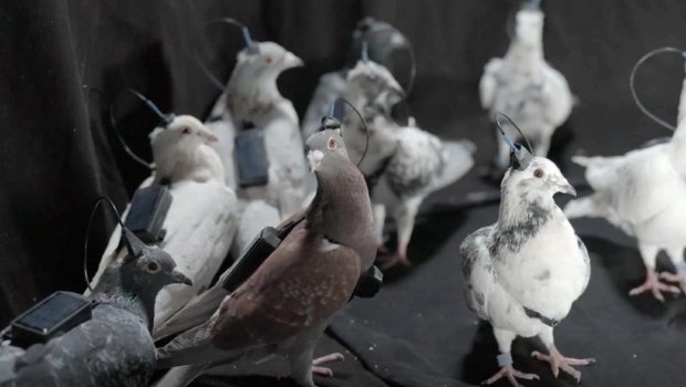 Rusiyada ilk göyərçin-biodronlar TƏQDİM EDİLDİ - FOTO