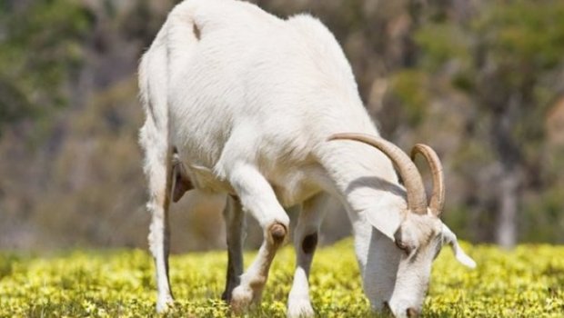 Niyə bazar və ət dükanlarında keçi əti satılmır? - Ekspert