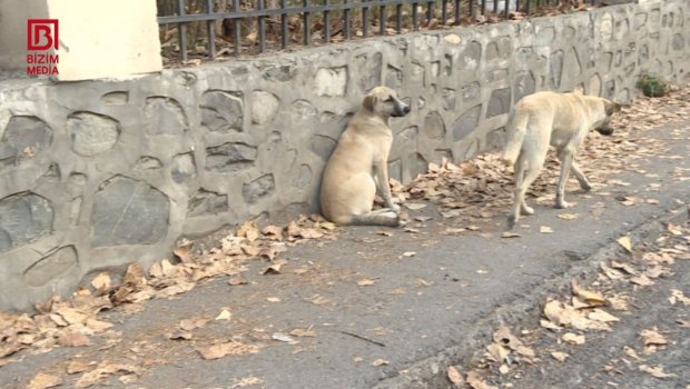 ŞOK: Bu il Şəkidə 1017 nəfəri it dişləyib - FOTO