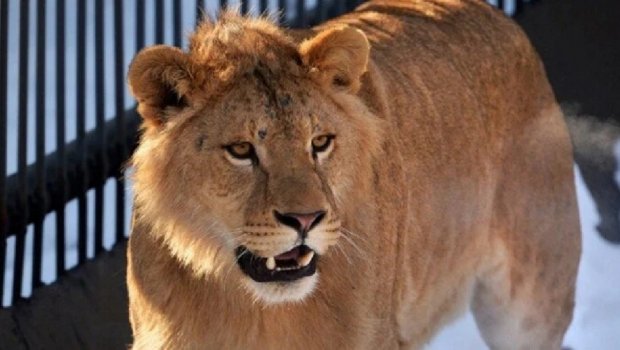 Zooparkda şir gənci parçaladı – ANBAAN VİDEO