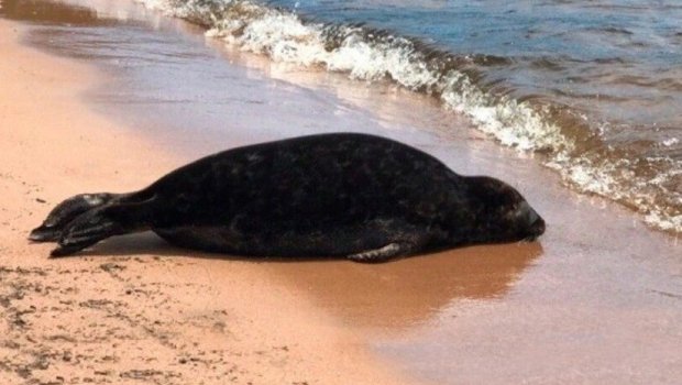 Xəzərin sahilində suiti cəsədləri AŞKARLANDI