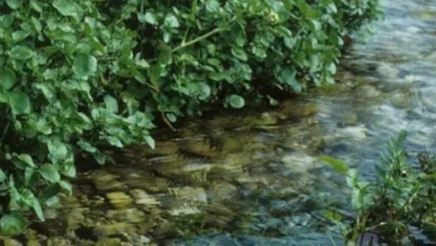 Nə çuğundur, nə brokoli, nə də ispanaq: Dünyanın ən sağlam tərəvəzi açıqlandı