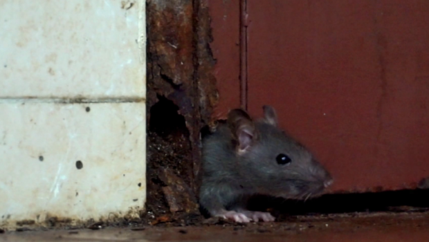 Bakıda siçovullar maşınlara zərər vurdu - VİDEO