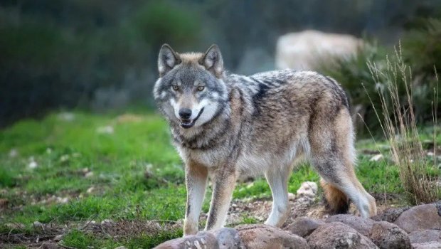 Ucarda canavarlar kəndə HÜCUM ETDİ