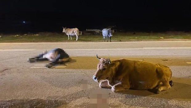 Heyvanların vurduğu zərəri sahibi ödəməlidir? &ndash; Hüquqi İZAH