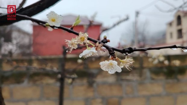 Bar vermədiyinə görə kəsmək istədiyi ağac 10 il sonra məhsul verdi &ndash; FOTO/VİDEO