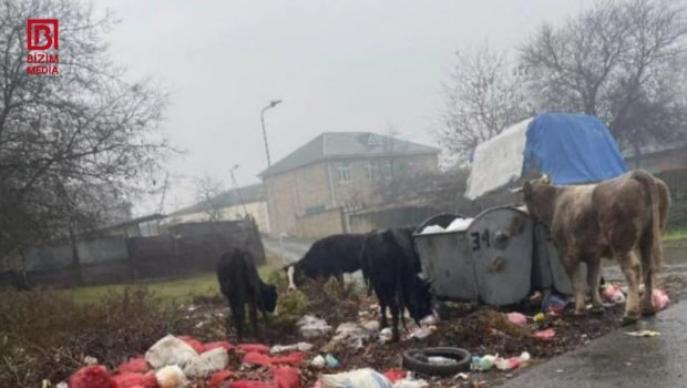 Bu qəsəbədə məişət tullantıları günlərdir daşınmır &ndash; FOTO