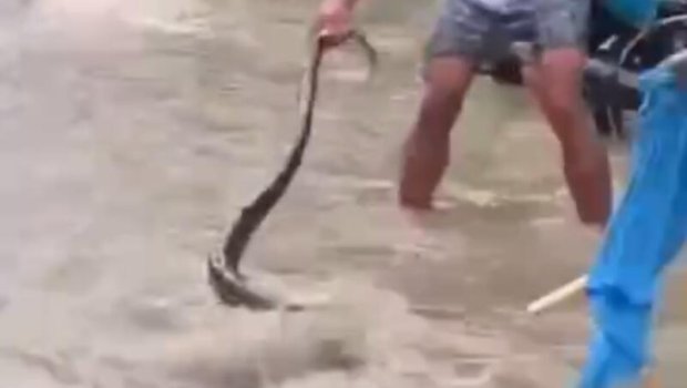 Filippində 5 metrlik piton belə xilas edildi &ndash; VİDEO