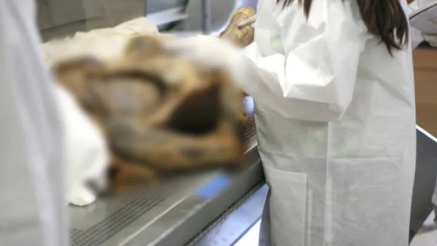 Cəsəd parçalarını bəzək əşyası kimi satırmış - DƏHŞƏTLİ CİNAYƏT