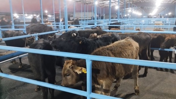 İki ay bağlı qalan Bərdə Mal Bazarı yenidən AÇILDI - FOTO