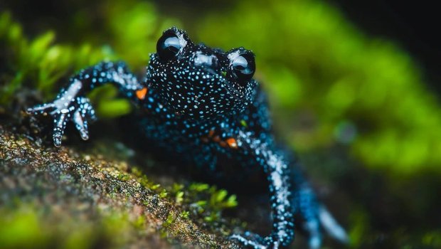 Fotoqraflar nadir qurbağaların ölümünə səbəb oldular &ndash; FOTO