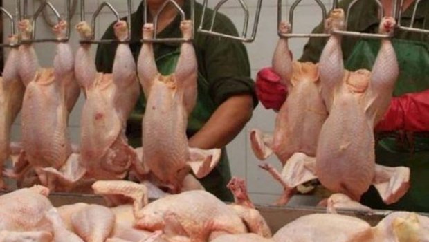 &ldquo;Kənd toyuğu&rdquo; adıyla satılan rənglənmiş toyuqları necə ayırd etmək olar? &ndash; Bu üç üsul həyatınızı xilas edəcək