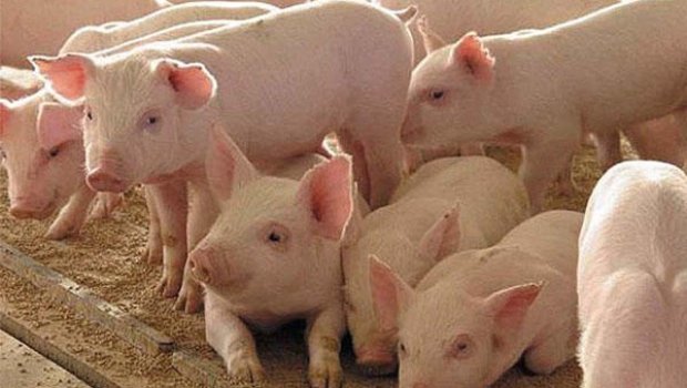 Azərbaycanda donuzların sayı azalıb &ndash;RƏQƏMLƏR