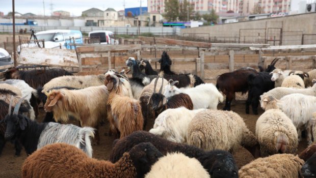 Salyan və Göygöldə heyvan bazarları fəaliyyətə başladı- FOTO